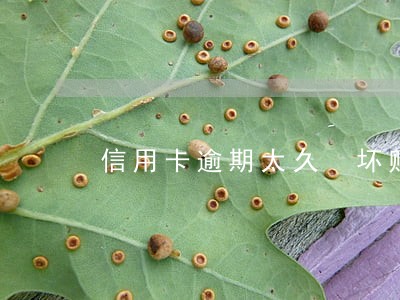 信用卡逾期太久 坏账 信用卡逾期太久 坏账